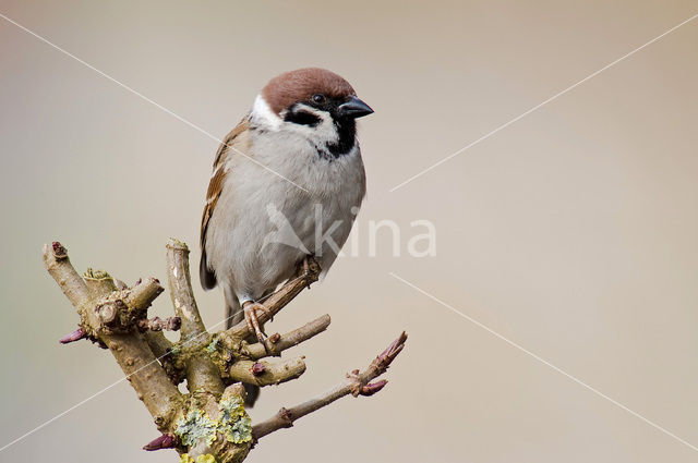 Ringmus (Passer montanus)