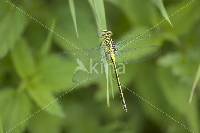 Rivierrombout (Gomphus flavipes)