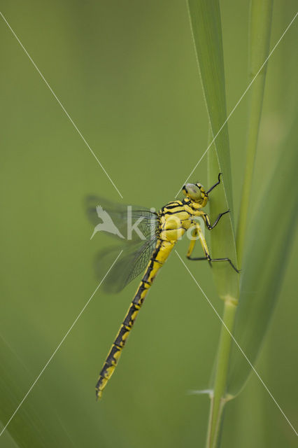 Yellow-legged Dragonfly (Gomphus flavipes)