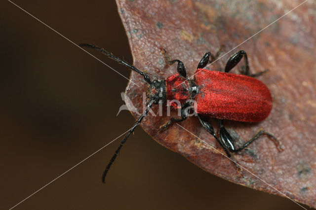 Rode boktor (Pyrrhidium sanguineum)