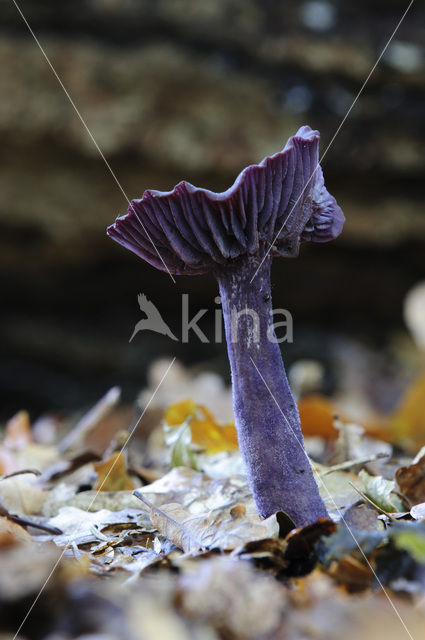 Amethyst Deceiver (Laccaria amethystina)