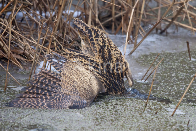 Roerdomp (Botaurus stellaris)