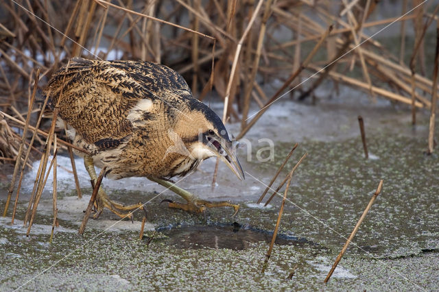 Bittern (Botaurus stellaris)