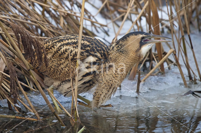Bittern (Botaurus stellaris)