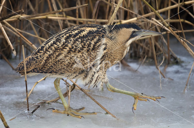 Bittern (Botaurus stellaris)