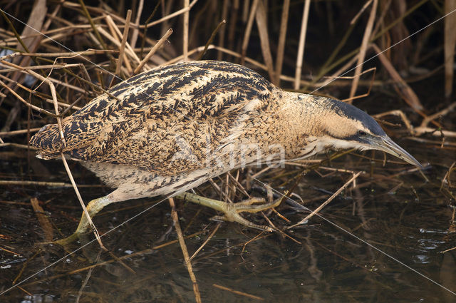 Bittern (Botaurus stellaris)