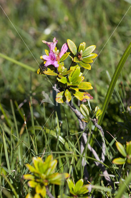 Rusty-leaved Alpenrose (Rhododendron ferrugineum)