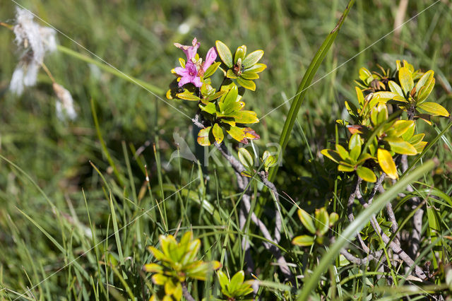 Rusty-leaved Alpenrose (Rhododendron ferrugineum)