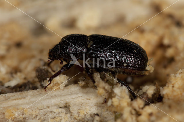 least Stag Beetle (Sinodendron cylindricum)