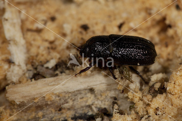 least Stag Beetle (Sinodendron cylindricum)