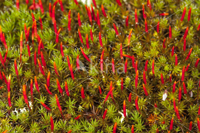 Ruig haarmos (Polytrichum piliferum)