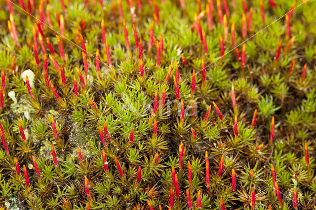 Bristly Haircap (Polytrichum piliferum)