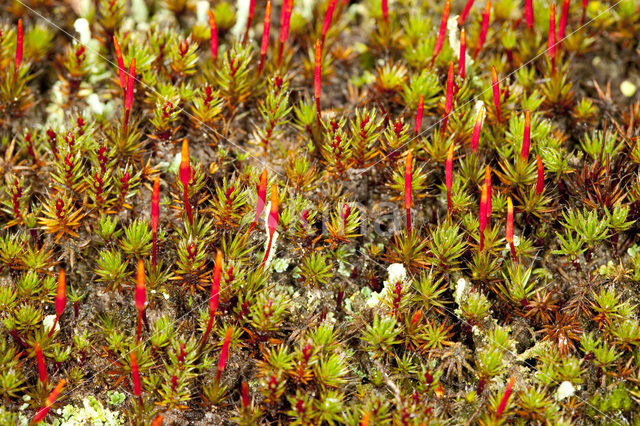 Ruig haarmos (Polytrichum piliferum)