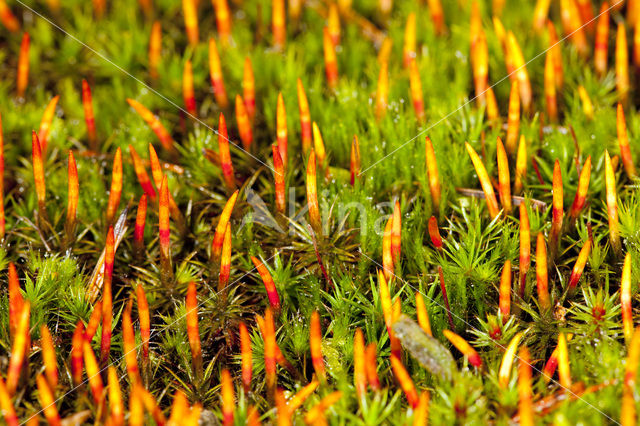 Bristly Haircap (Polytrichum piliferum)