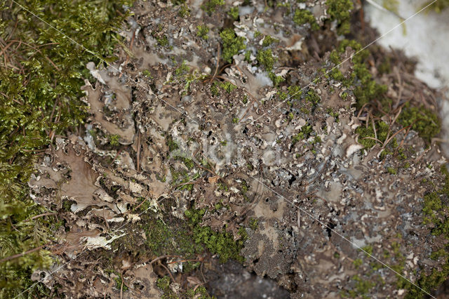 Scaly dog-lichen (Peltigera praetextata)
