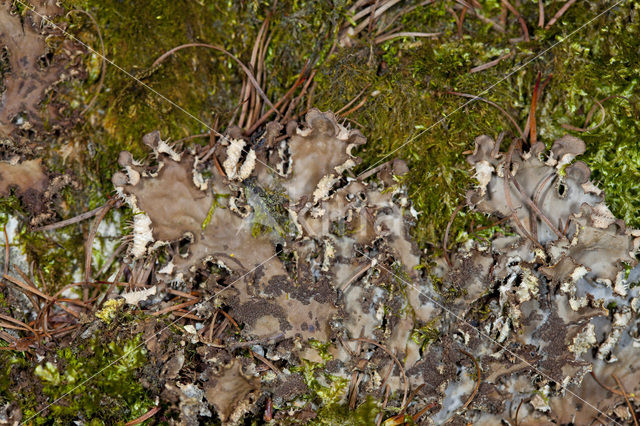 Ruig leermos (Peltigera praetextata)