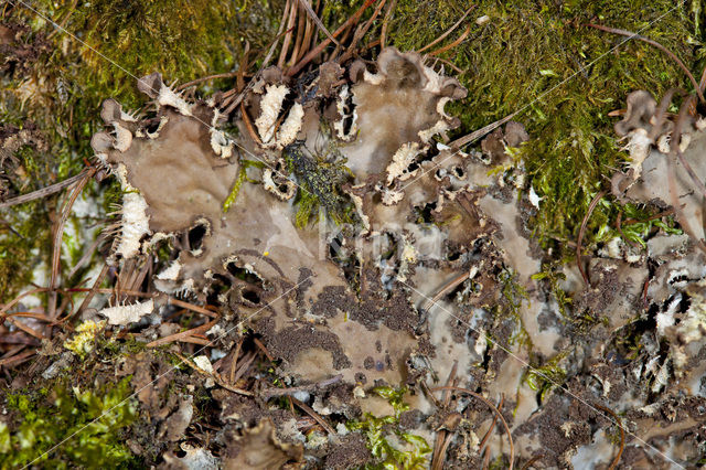 Ruig leermos (Peltigera praetextata)