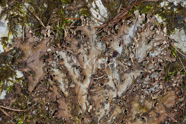 Scaly dog-lichen (Peltigera praetextata)