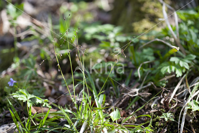 Ruige veldbies (Luzula pilosa)