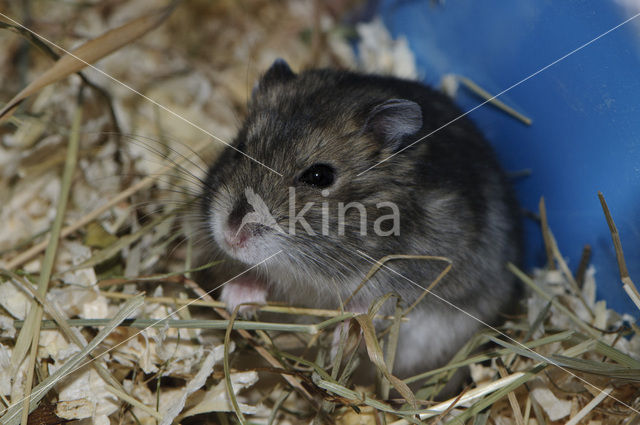 Dzhungarian hamster (Phodopus sungorus)