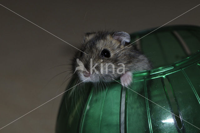 Dzhungarian hamster (Phodopus sungorus)