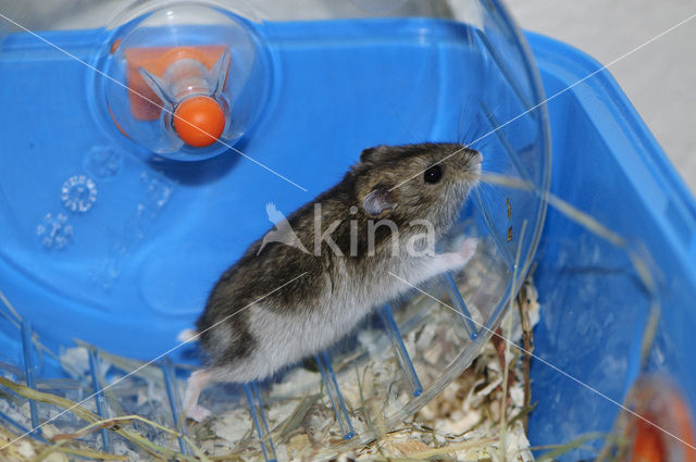 Dzhungarian hamster (Phodopus sungorus)