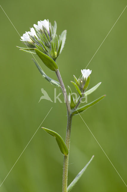 Ruw parelzaad (Lithospermum arvense)