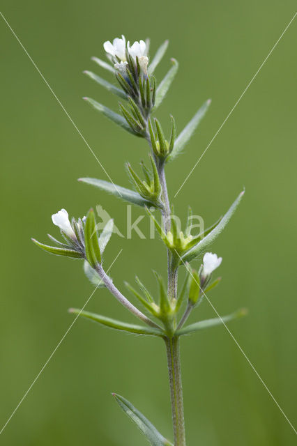 Ruw parelzaad (Lithospermum arvense)