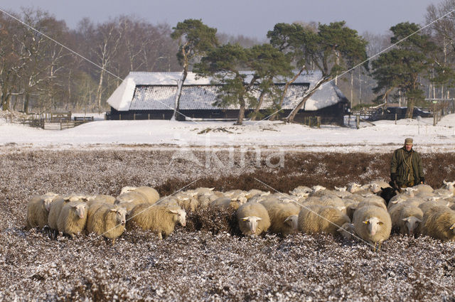 Schaap (Ovis domesticus)