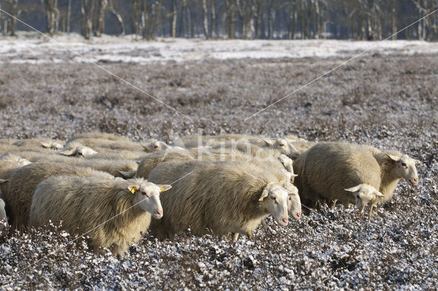 Schaap (Ovis domesticus)