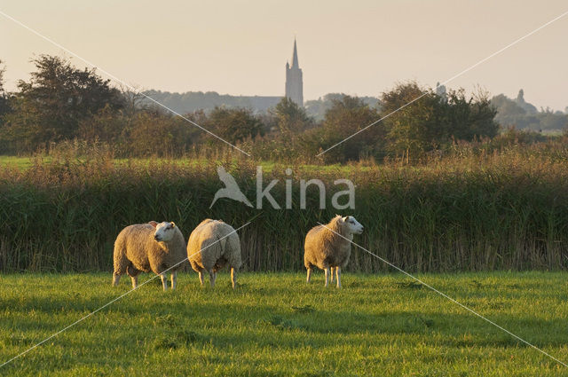 Sheep (Ovis domesticus)