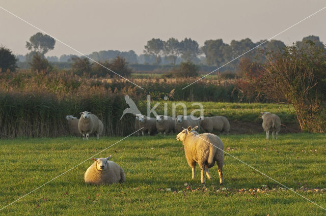 Sheep (Ovis domesticus)