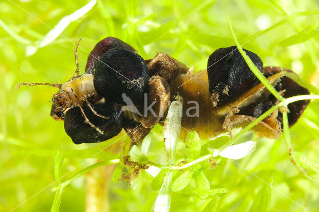 Caddisfly sp