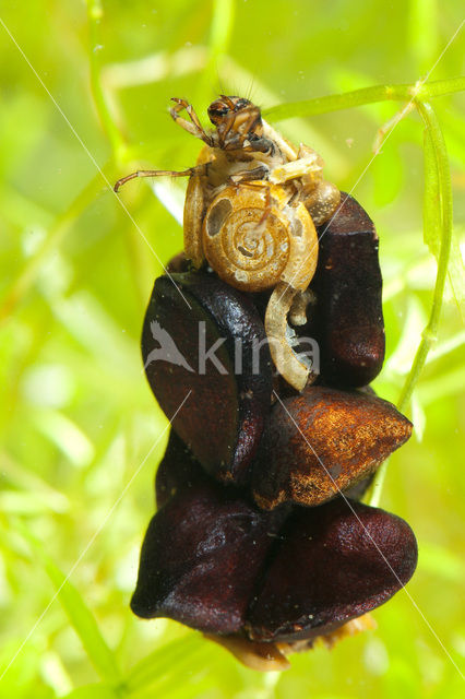 Caddisfly sp