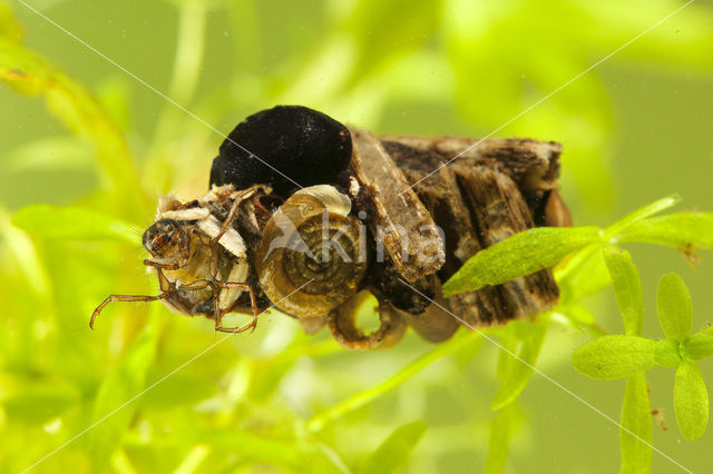 Caddisfly sp