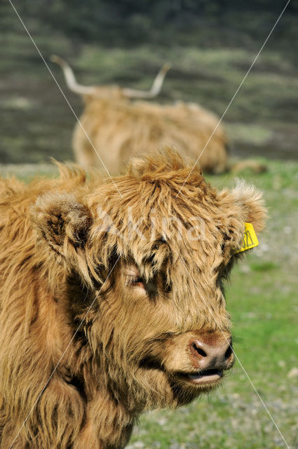 Highland Cow (Bos domesticus)