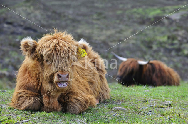 Schotse Hooglander