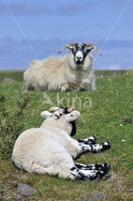 sheep (Ovis domesticus)