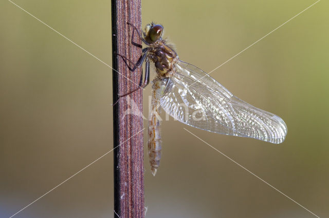 Lilypad White-faced Darter (Leucorrhinia caudalis)