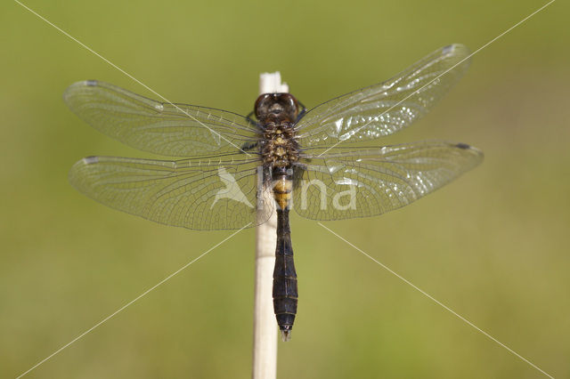 Sierlijke witsnuitlibel (Leucorrhinia caudalis)