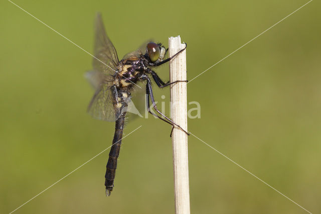 Lilypad White-faced Darter (Leucorrhinia caudalis)