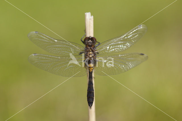 Lilypad White-faced Darter (Leucorrhinia caudalis)