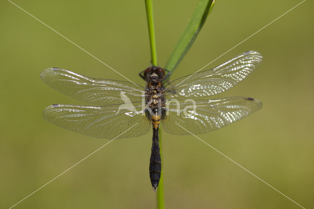 Sierlijke witsnuitlibel (Leucorrhinia caudalis)