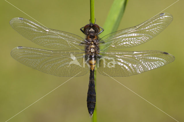 Lilypad White-faced Darter (Leucorrhinia caudalis)