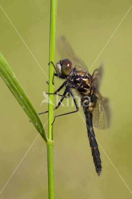 Lilypad White-faced Darter (Leucorrhinia caudalis)