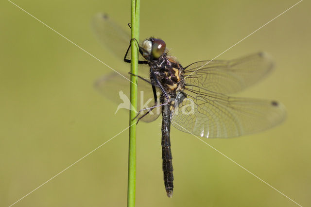 Lilypad White-faced Darter (Leucorrhinia caudalis)