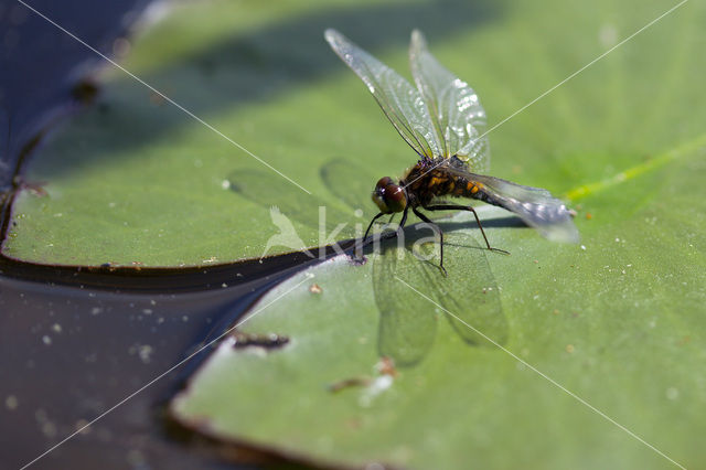 Lilypad White-faced Darter (Leucorrhinia caudalis)