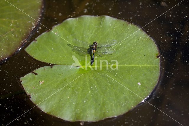 Lilypad White-faced Darter (Leucorrhinia caudalis)