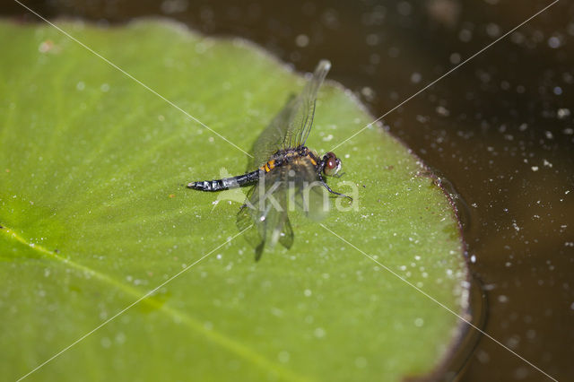 Sierlijke witsnuitlibel (Leucorrhinia caudalis)