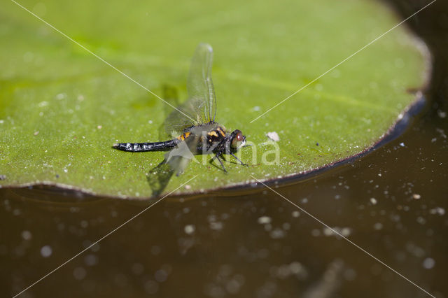 Sierlijke witsnuitlibel (Leucorrhinia caudalis)